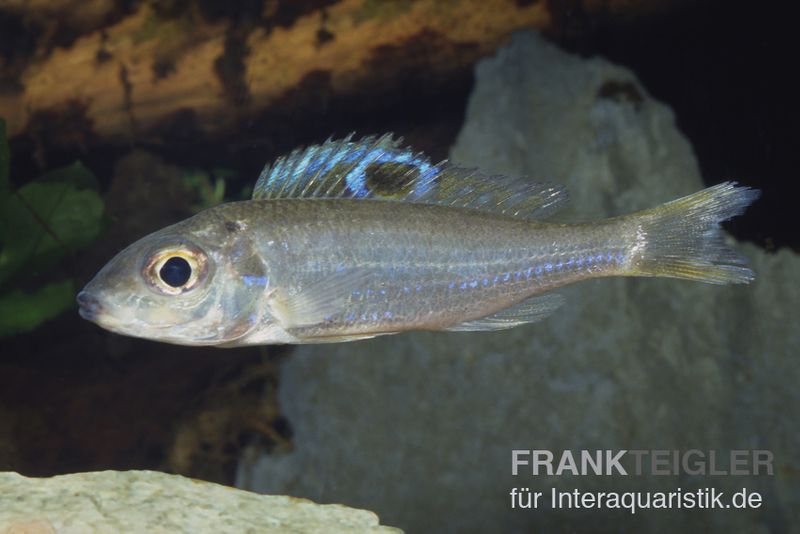 Augenfleck Maulbrüter, Ectodus descampsii, DNZ