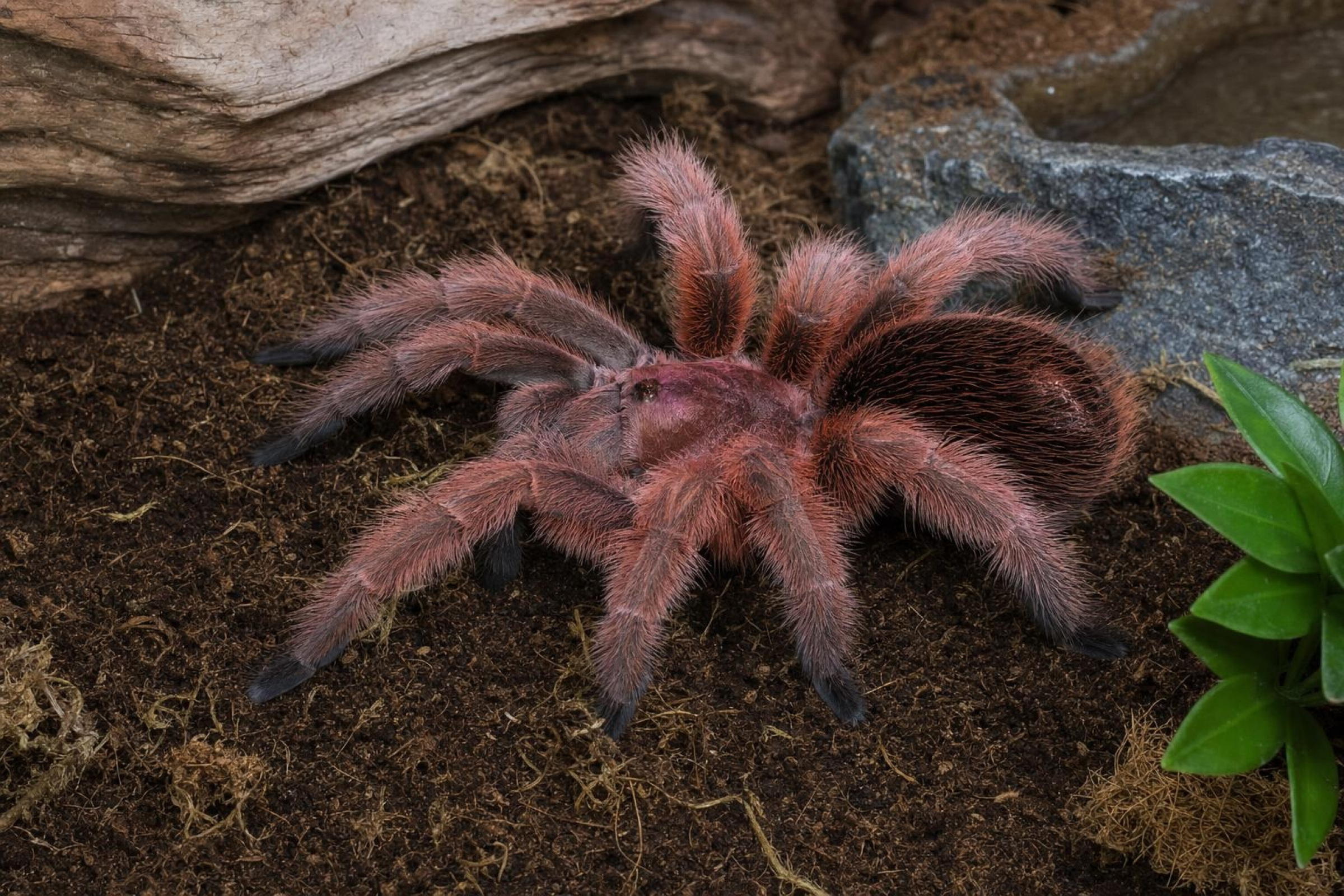 Rote Chile-Vogelspinne, Grammostola rosea