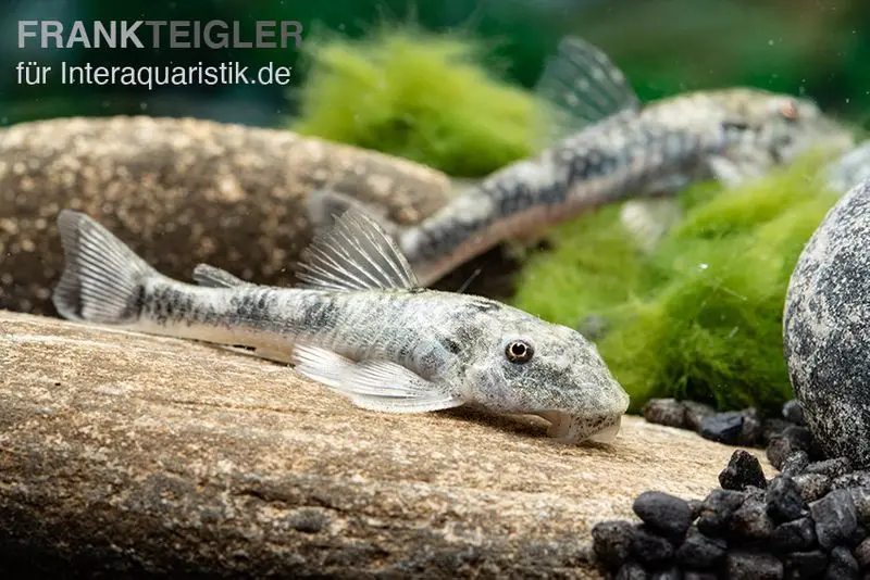 Wels LDA 25, Pitbull Pleco, Parotocinclus jumbo, DNZ