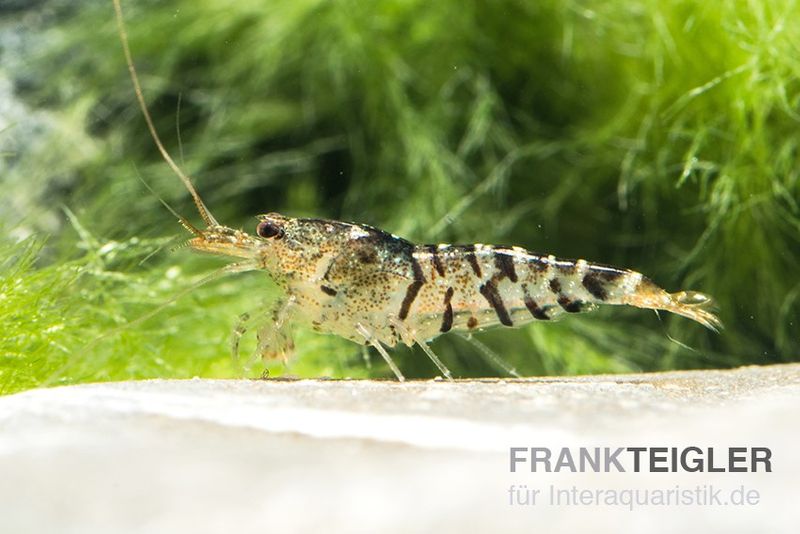 TiBee-Garnele schwarz, Tigerbiene, Caridina spec.