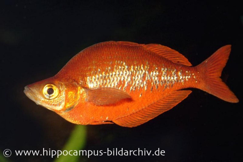 Lachsroter Regenbogenfisch, Glossolepis incisus