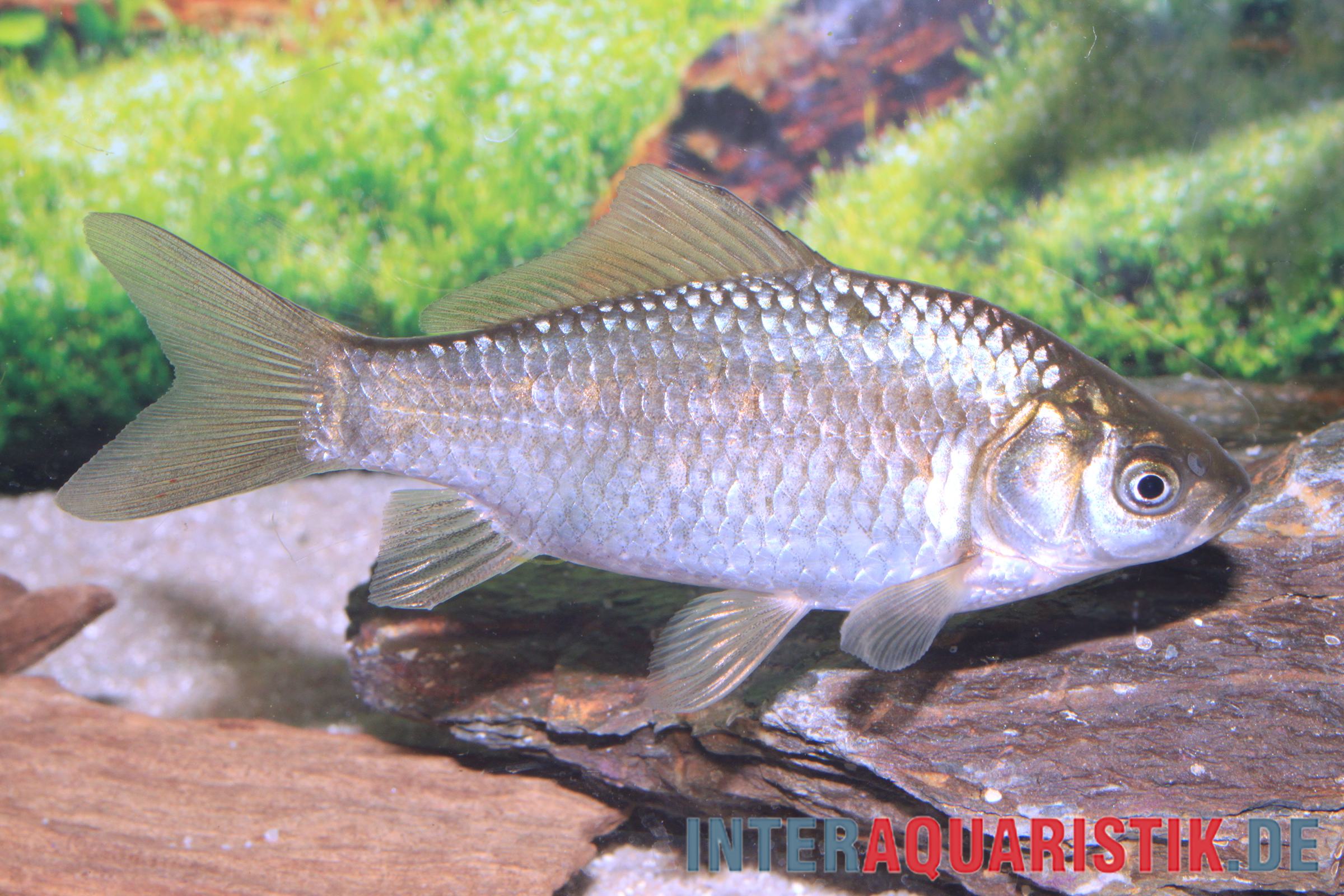 Silbriger Giebel (Carassius gibelio) Silberkarausche, Seitenaufnahme eines 12–15 cm Kaltwasser-Teichfisches zwischen Uferpflanzen und Bodengrund