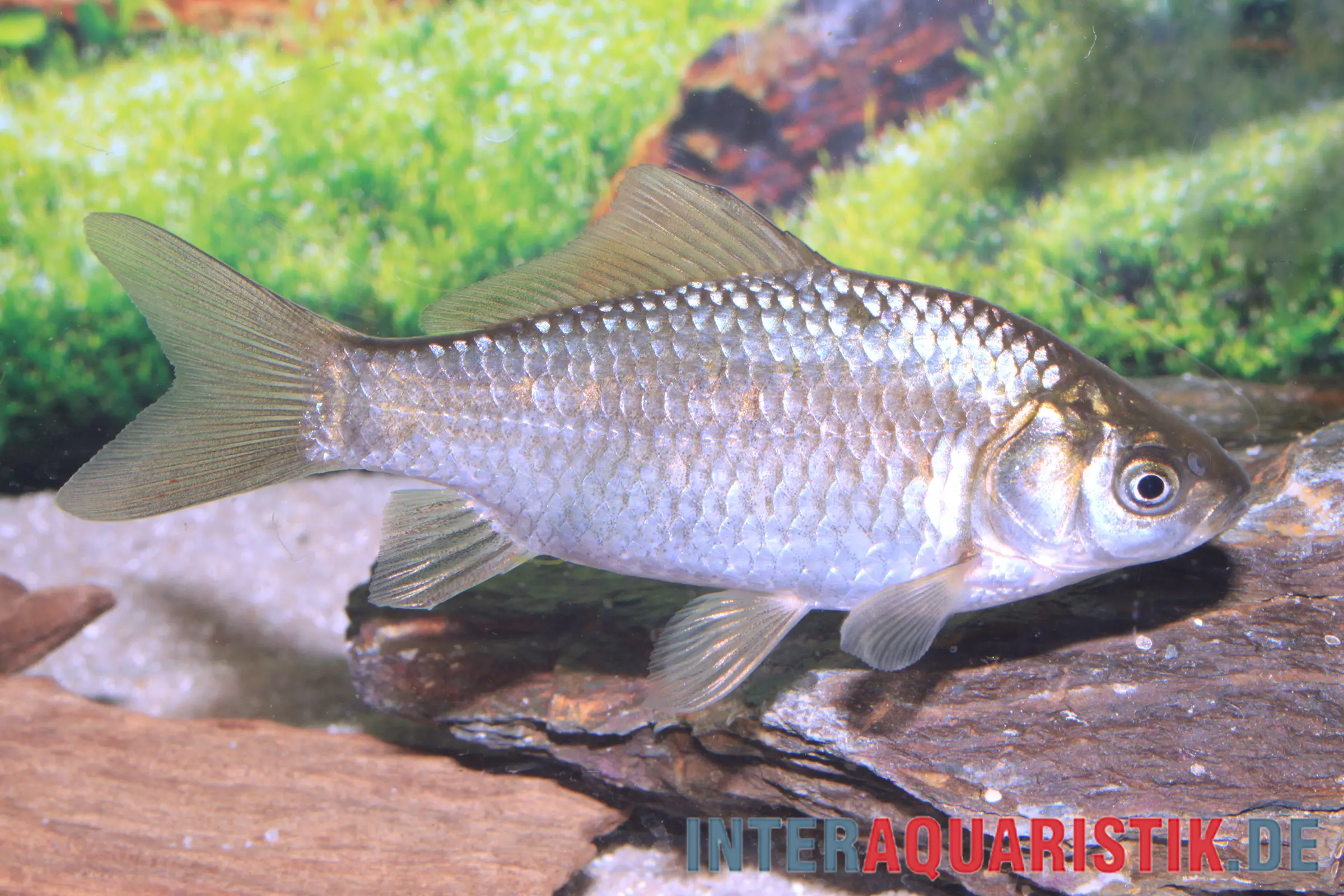 Silbriger Giebel (Carassius gibelio) Silberkarausche, Seitenaufnahme eines 12–15 cm Kaltwasser-Teichfisches zwischen Uferpflanzen und Bodengrund