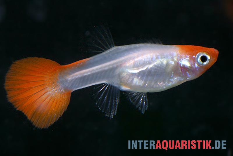 Guppy Red Cap, Poecilia reticulata, Weibchen