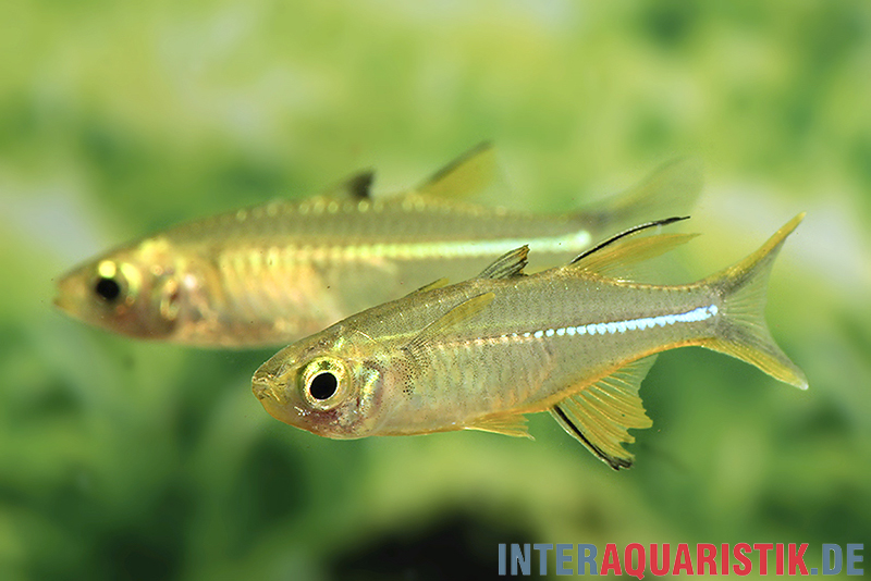 Celebes-Sonnenstrahlfisch, Marosatherina ladigesi