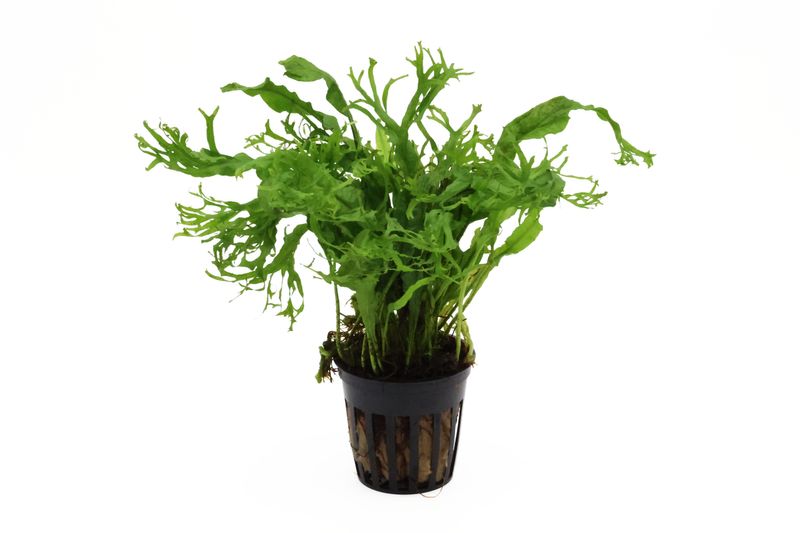 Windelovfarn, Microsorium windelow, XL-Pflanze, Mutterpflanze