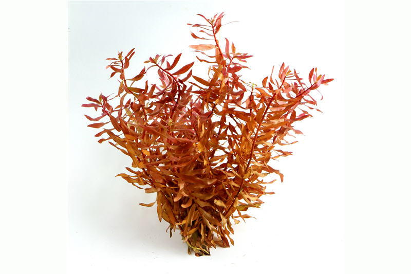 Rotgrüne Nesaea, Nesaea sp., Bund (alt. Ammania praetermissa), im Topf