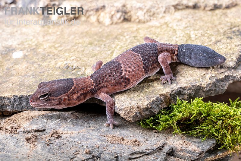 Afrikanischer Fettschwanzgecko, Hemitheconyx caudicinctus, Paarpreis