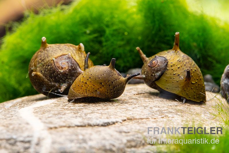 Grüne Geweihschnecke, Clithon corona