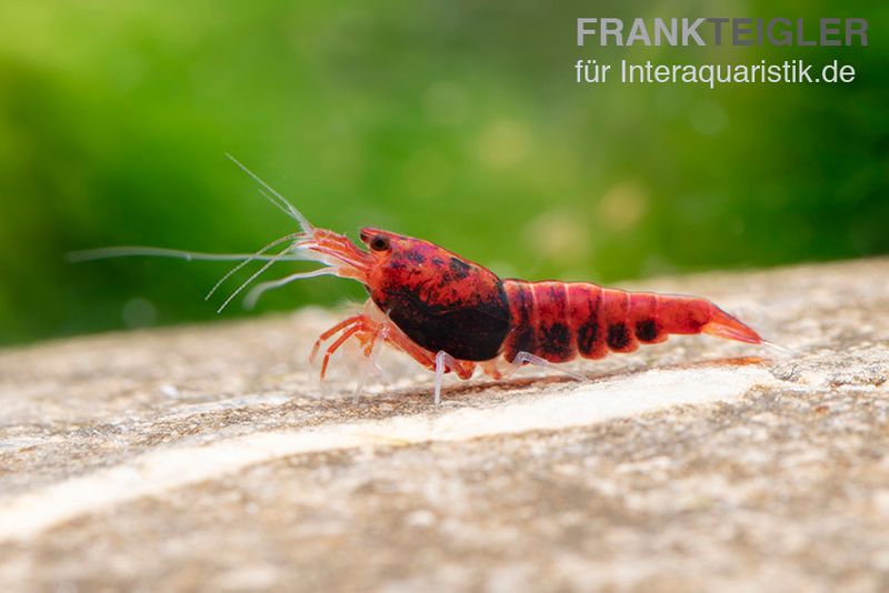 Extreme Red King Kong Garnele, Caridina spec. Extreme Red King Kong (Taiwan Bee)