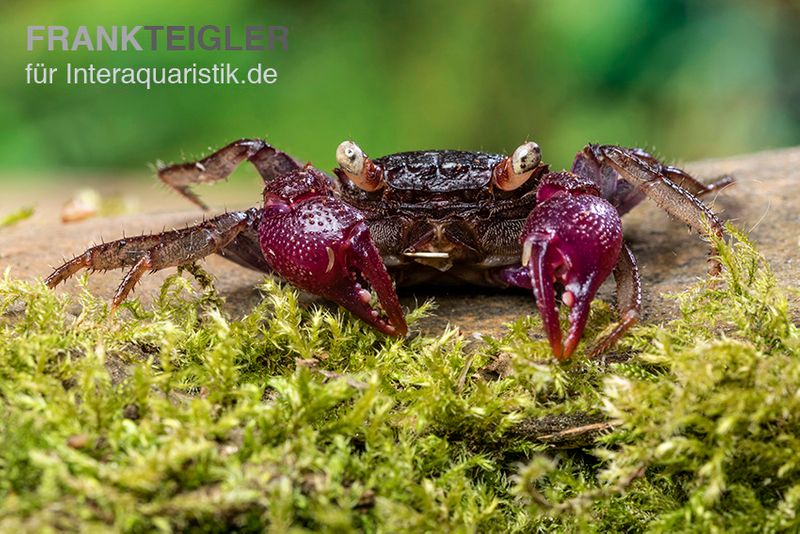 Blue Devil Vampirkrabbe, Geosesarma dennerle sp. blue, Paar (1 Männchen + 1 Weibchen)