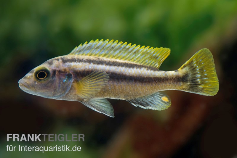 Chipoka Maulbrüter, Melanochromis chipokae, DNZ