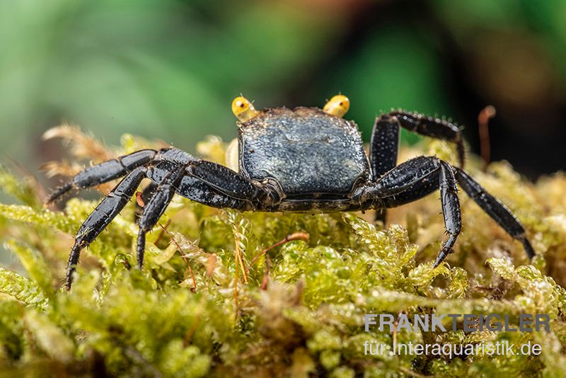 Gelbaugenkrabbe-Vampirkrabbe, Geosesarma sp. "Yellow Eye", Zufällig ausgewählt