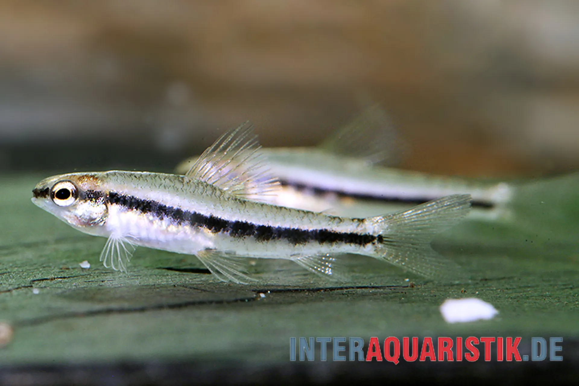 Kleiner silbrig-grüner Aquarienfisch mit deutlichem schwarzen Seitenstreifen, Nahaufnahme auf einem Blatt im Aquarium