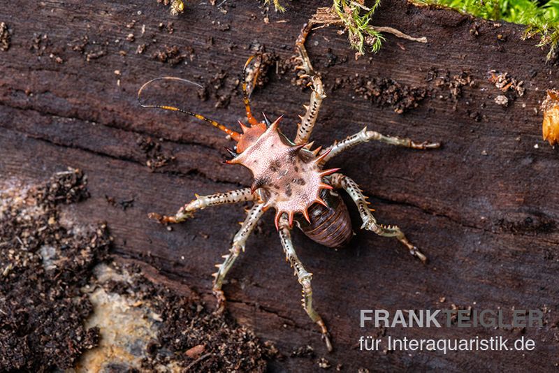 Afrikanische Dornen-Grille, Cosmoderus femoralis