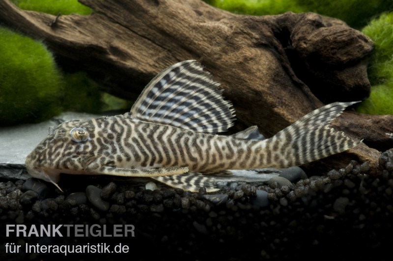 Königstiger-Harnischwels, Hypancistrus spec. L 66, 8-10 cm