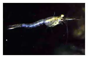 Lebendfutter Mysis Portionsbeutel, 90 ml Schwebegarnelen