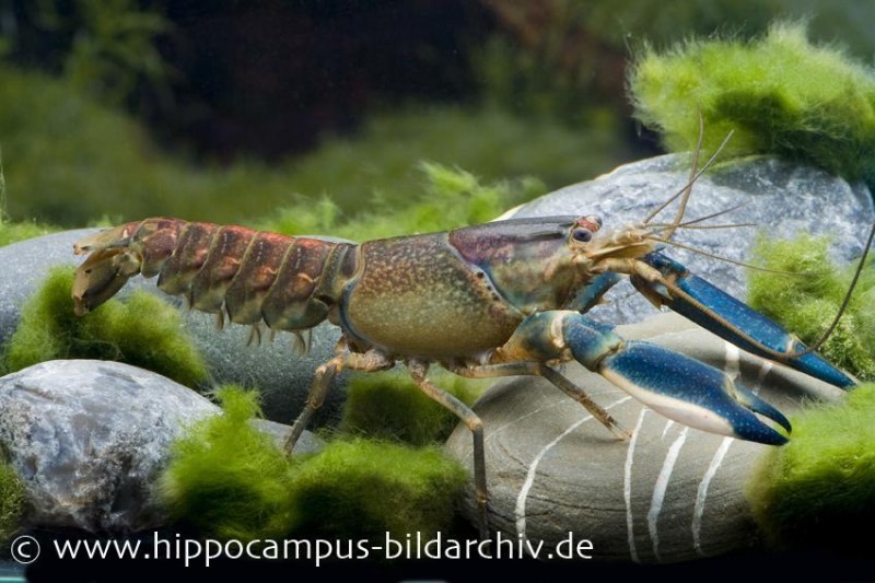 Blau-Rosa Krebs, Cherax pulcher