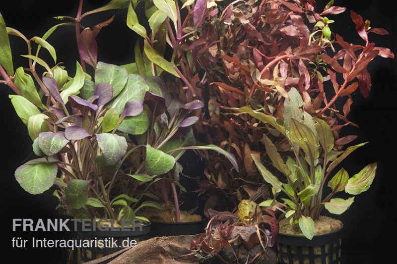 Aquarienpflanzen-Sortiment "Rot" für 60 cm Aquarium, Aquarienpflanzen-Set