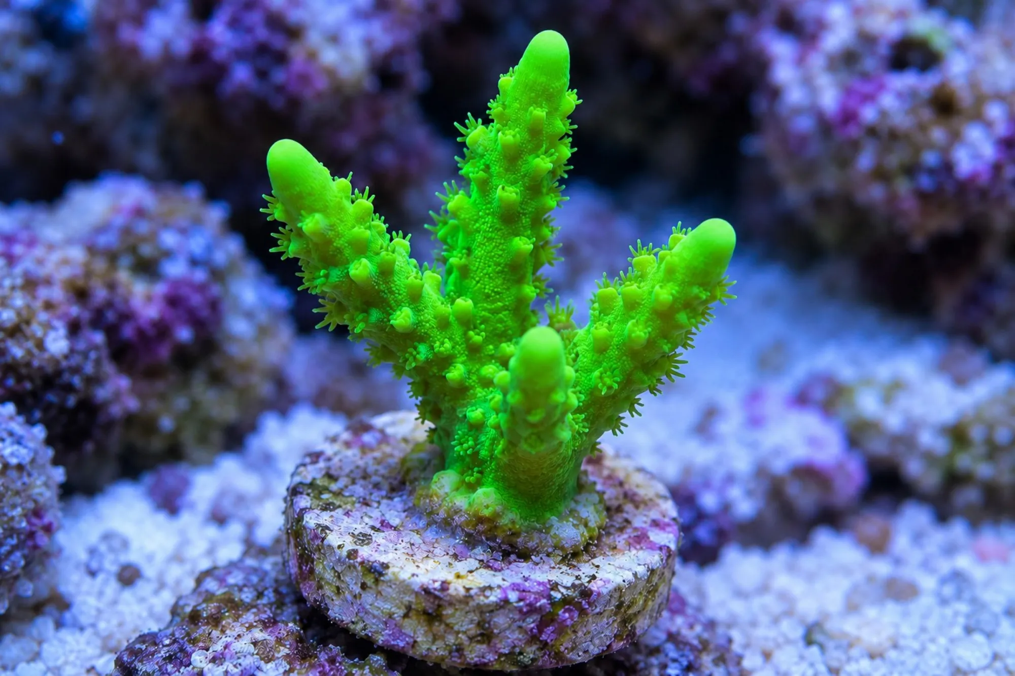 Anacropora-Steinkoralle „Green Goblin“ (Nachzucht), Anacropora forbesi, Größe S–M