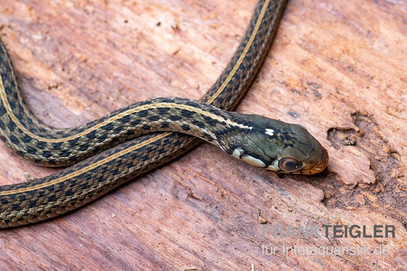 Gewöhnliche Strumpfbandnatter, Thamnophis sirtalis