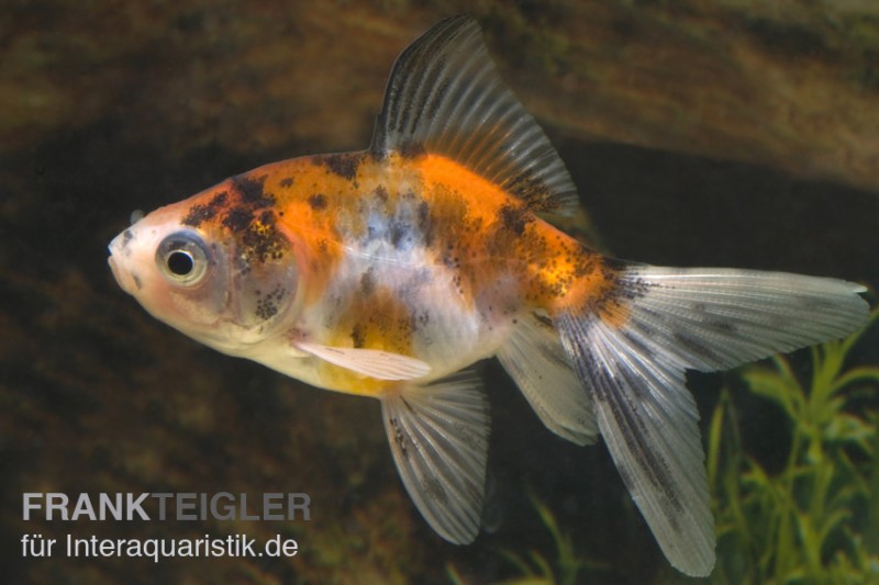 Schleierschwanz Calico, Carassius auratus, (Kaltwasser)