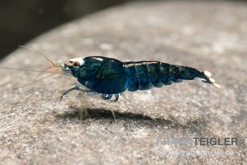 Extreme Black King Kong Garnele, Caridina spec. Extreme Black King Kong (Taiwan Bee)