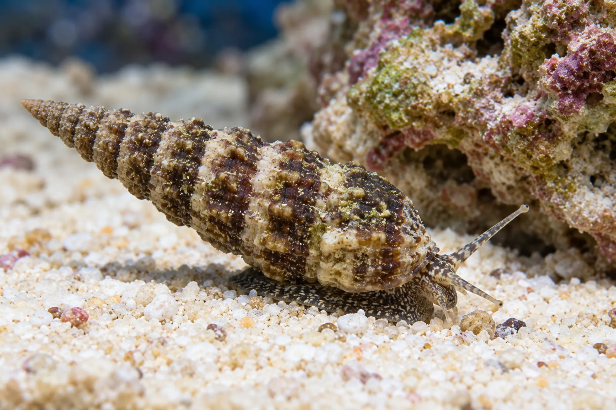 Sri-Lanka-Nadelschnecke, Cerithium spec.