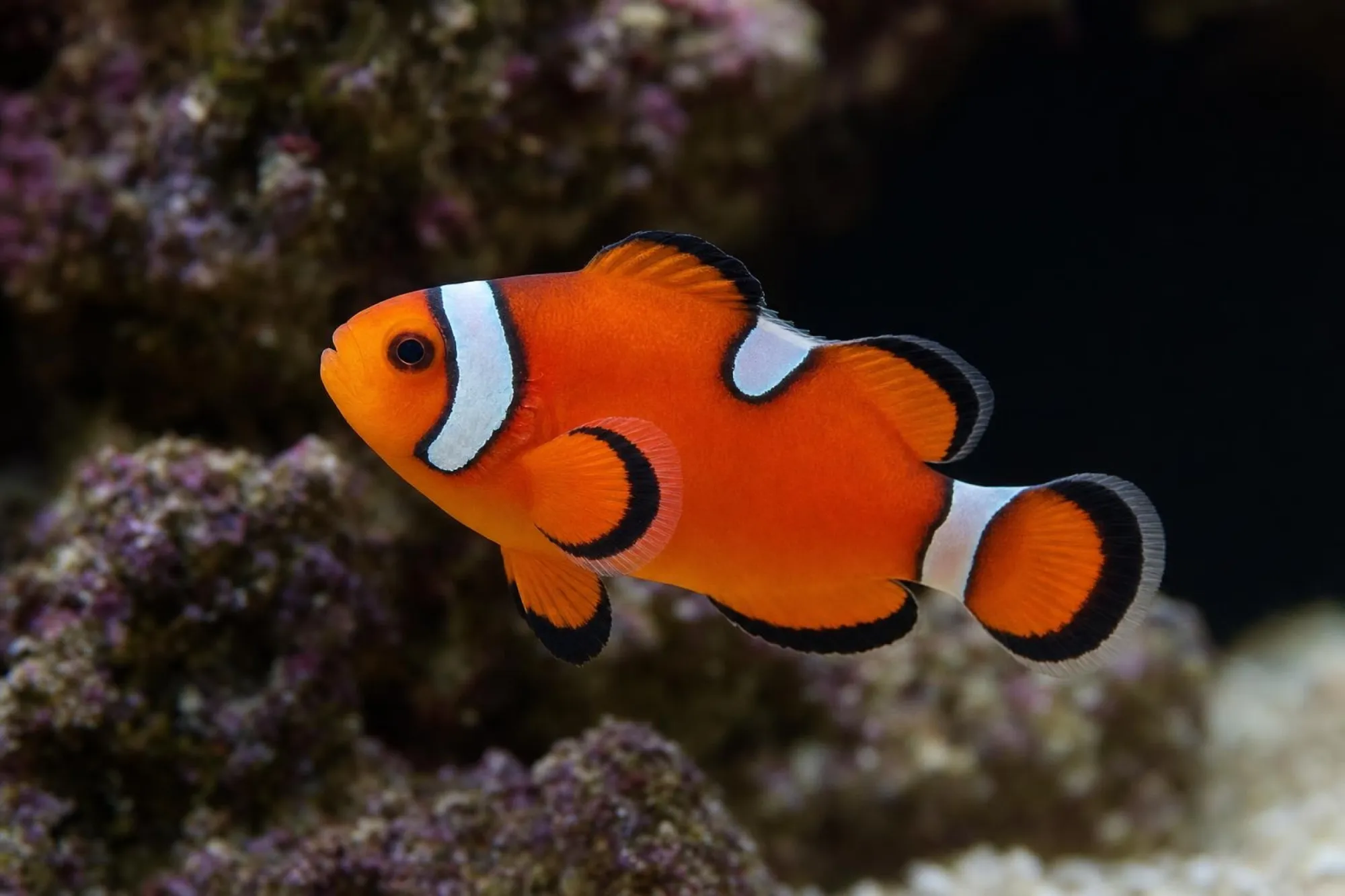 Ocellaris-Clownfisch „Misbar“, Amphiprion ocellaris, ca. 3,0-5,0 cm