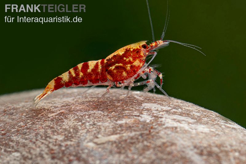 Red Galaxy Garnele Mix, Caridina spec. "Red Galaxy"