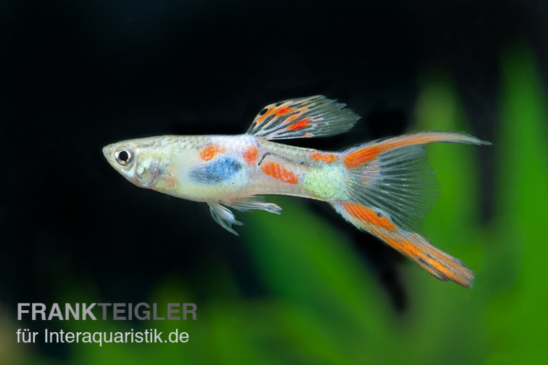 Guppy Doppelschwert, Poecilia reticulata