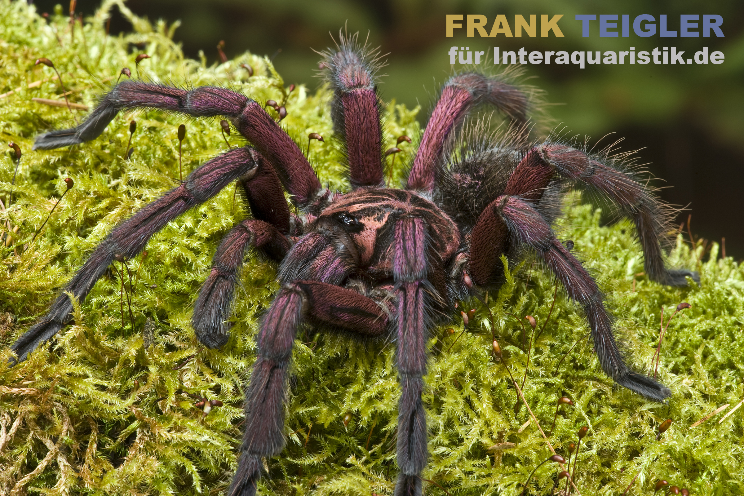 Machala-Vogelspinne, Pamphobeteus machala