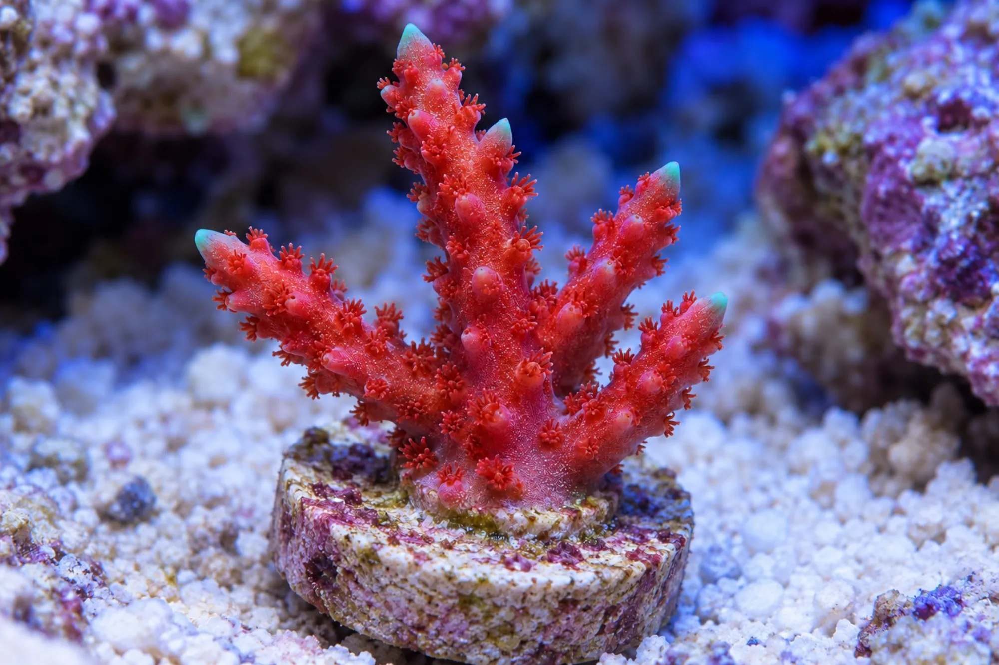 Anacropora-Steinkoralle „TNT“ (Nachzucht), Anacropora forbesi, Größe S–M