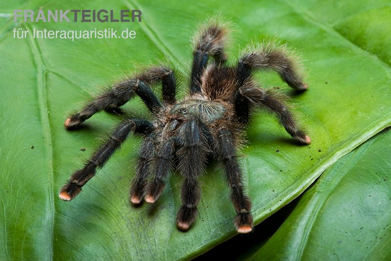 Gemeine Vogelspinne, Avicularia avicularia