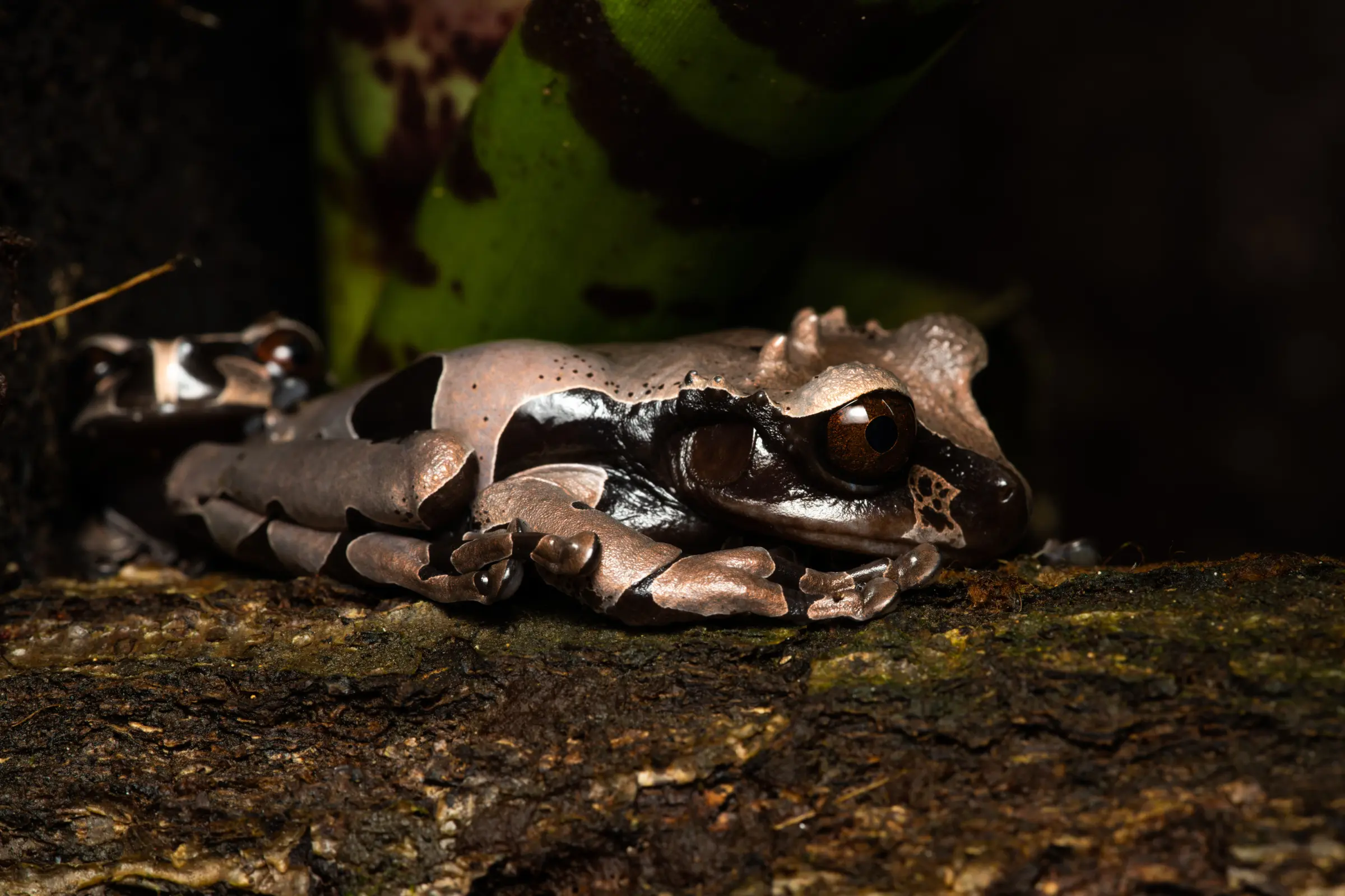 Kronenlaubfrosch, Triprion spinosa 