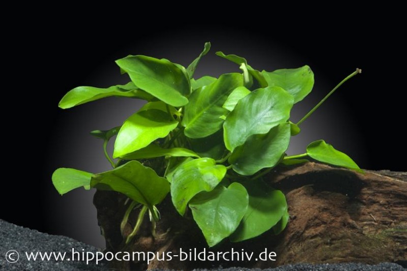 Zwergspeerblatt, Anubias nana, im Topf