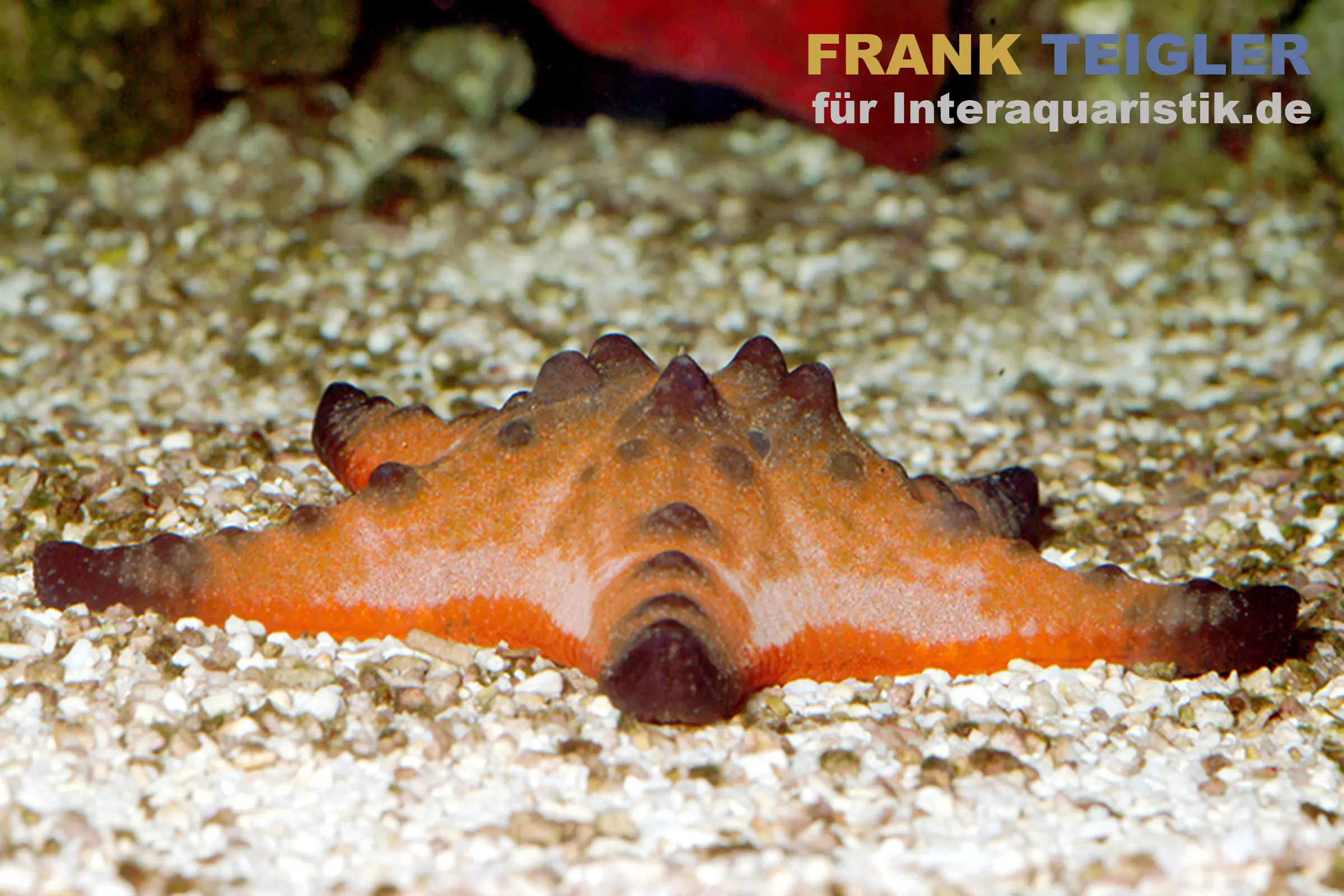 Nahaufnahme eines orangen Seesterns, flach auf kiesigem Boden eines Aquariums liegend