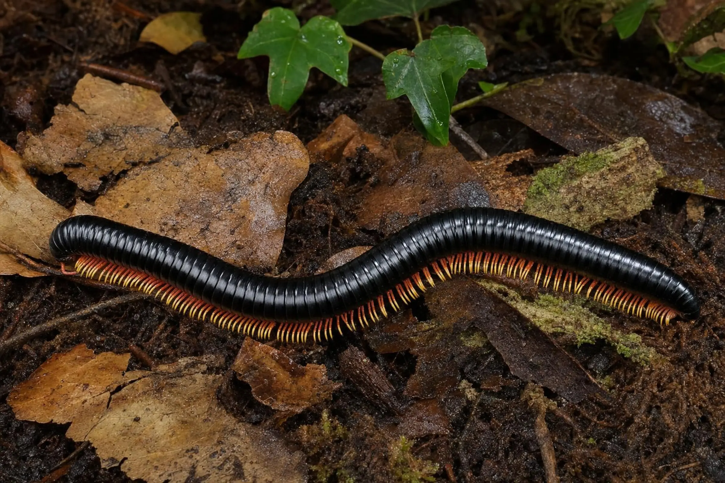 Weißbeiniger Vietnam-Riesenfüßer, Alienostreptus bicoloripes