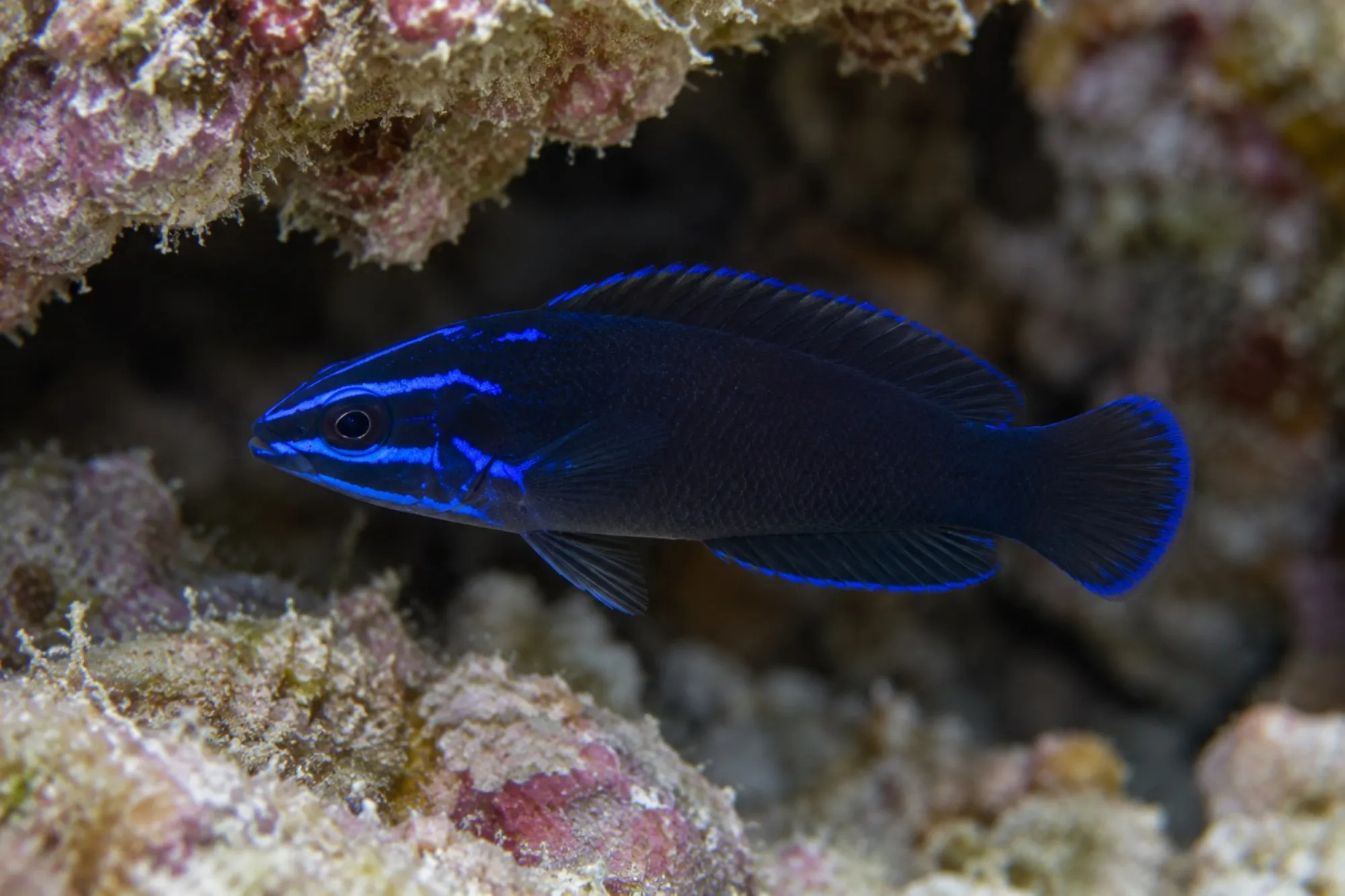 Springers Zwergbarsch – Nachzucht, Pseudochromis springeri