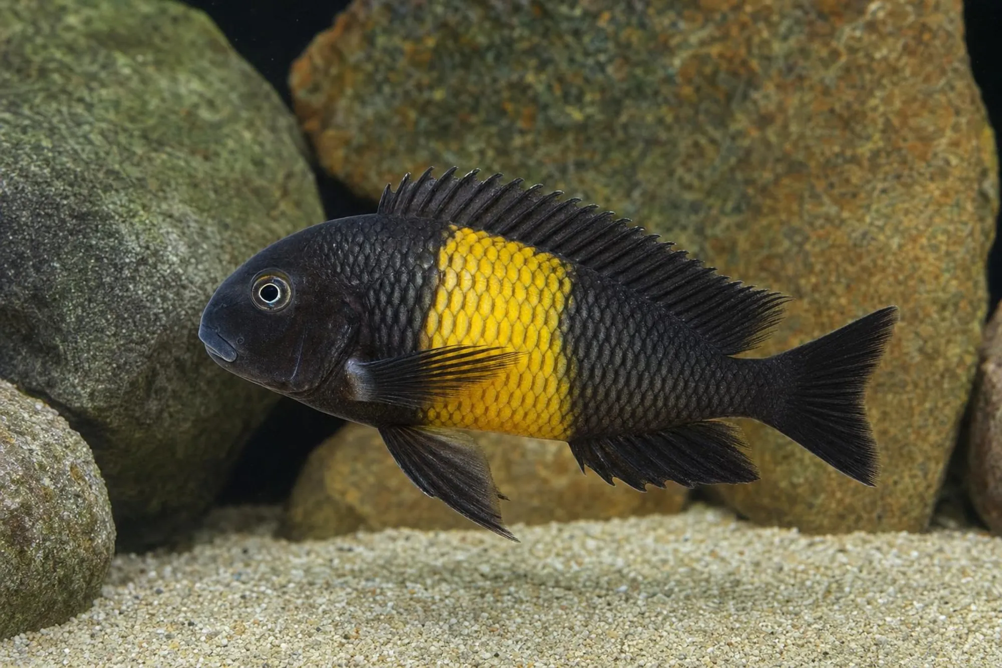 Brabantbuntbarsch „Kiriza“, Tropheus sp., ca. 3,0-4,0 cm