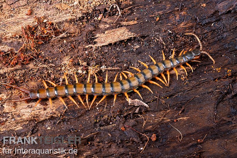 Trigonopodus-Hundertfüßer, Ethmostigmus trigonopodus Niger, Orange