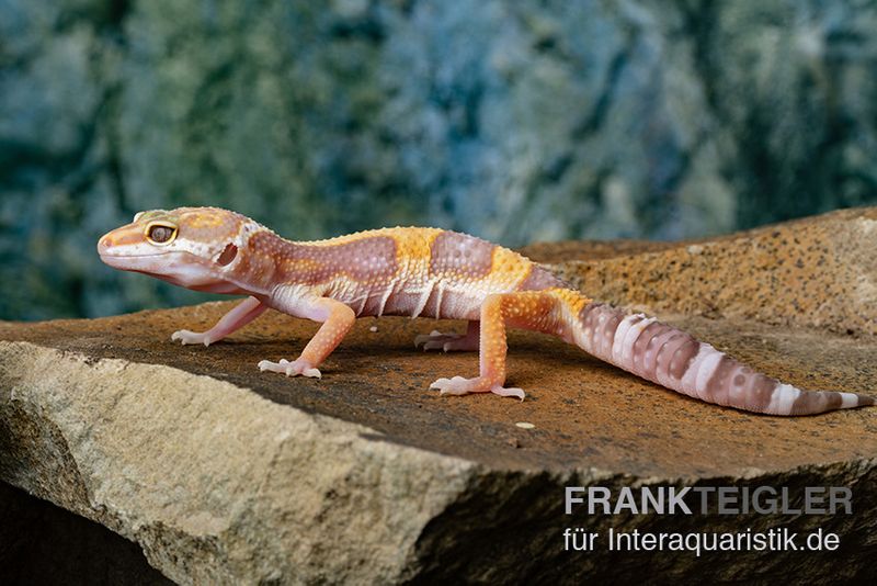 Leopardgecko, Eublepharis macularius, TREMPER ALBINO JUNGLE MACK SNOW