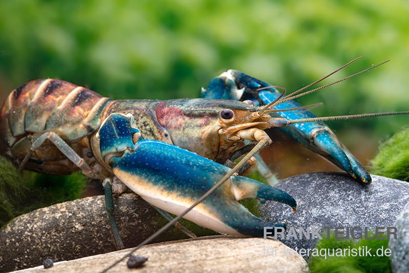 Cherax "Pink Coral", Cherax warsamsonicus, Zufällig ausgewählt