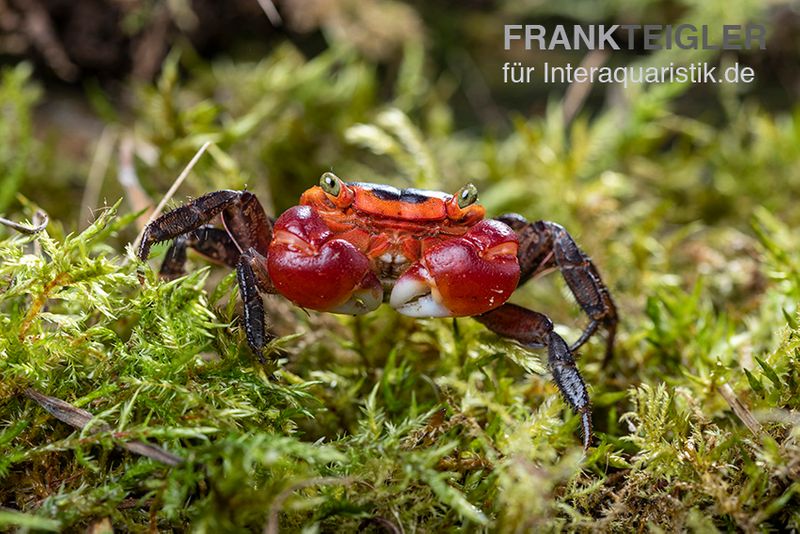 Chamäleonkrabbe, Metasesarma aubryi (Red Apple Crab), Zufällig ausgewählt