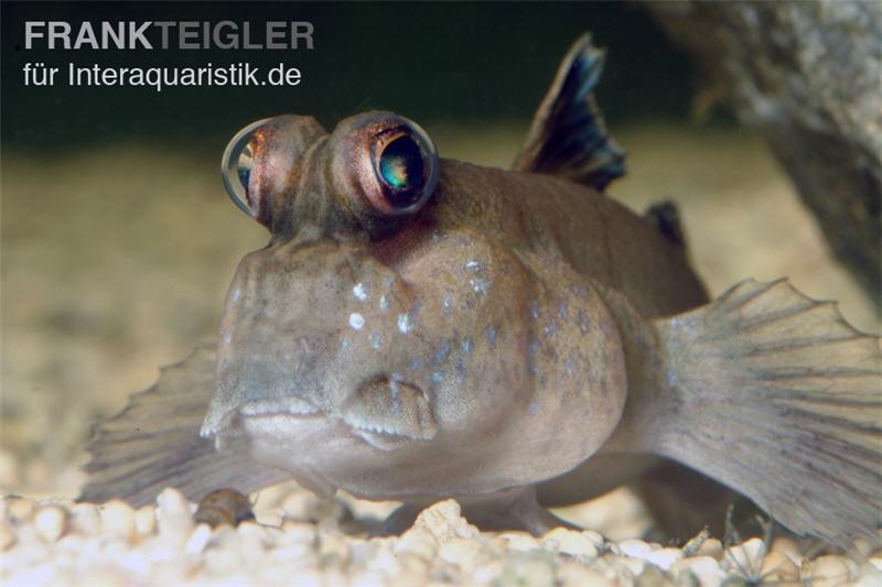 Schlammspringer, Periophthalmus barbarus (Brackwasser, Terrarium)