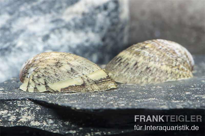 Muschelschnecke, Septaria porcellana