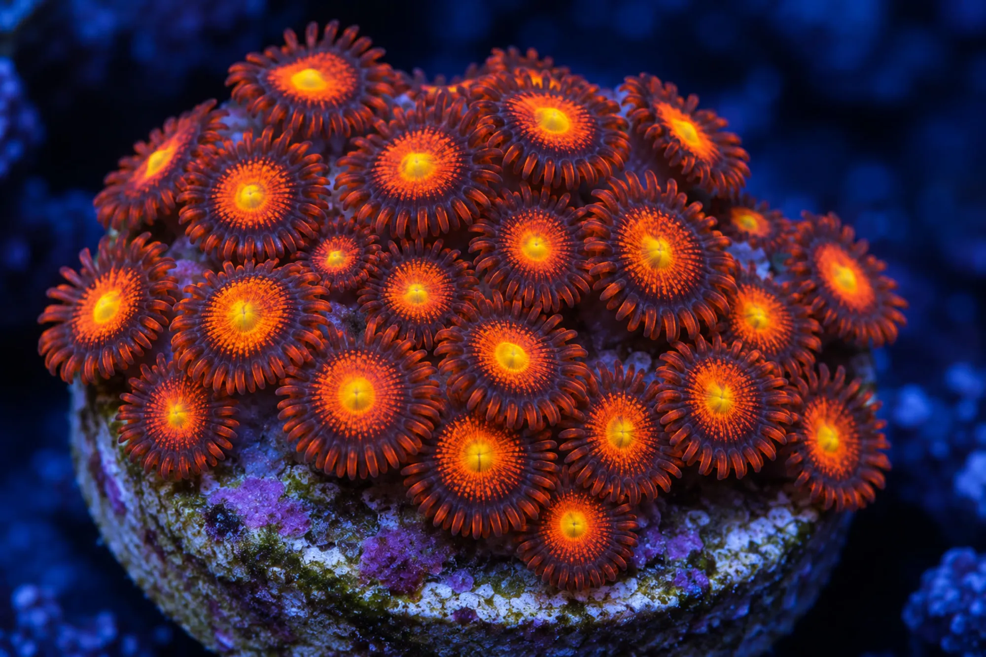 Krustenanemone „Fire Eater“ (Nachzucht), Zoanthus spec., ca. 25 - 30 Polypen