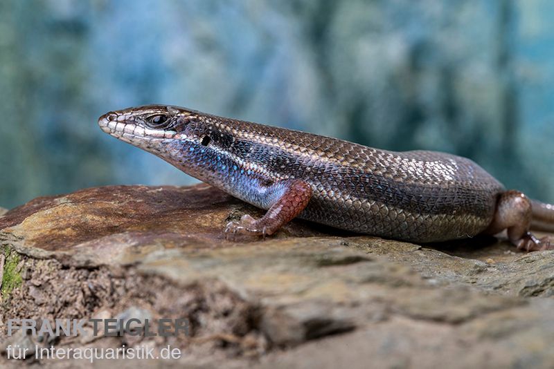 Fünfstreifenskink, Trachylepis quinquetaeniata, gemischt