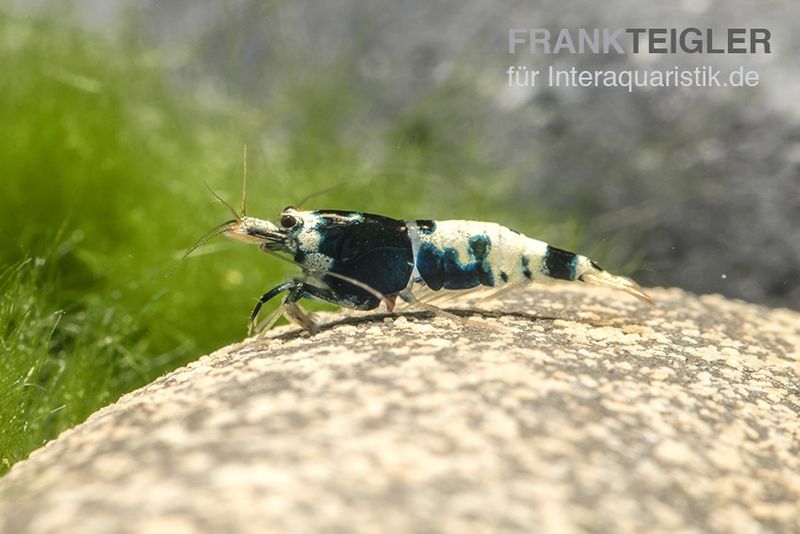 Black Pinto Garnele Mix, Caridina spec. Black Pinto Taiwan