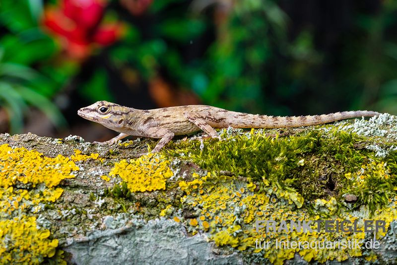 Zaunanolis, Anolis distichus, gemischt